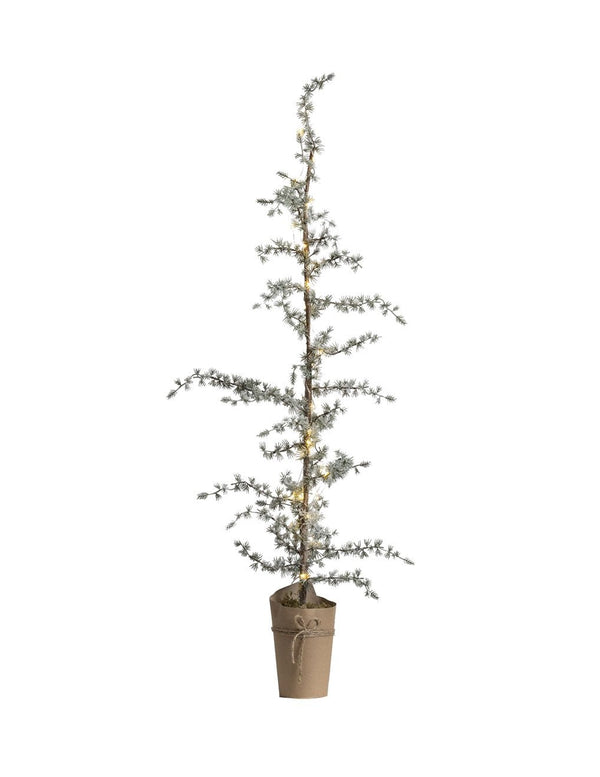 Ceder met LED licht - 150 cm