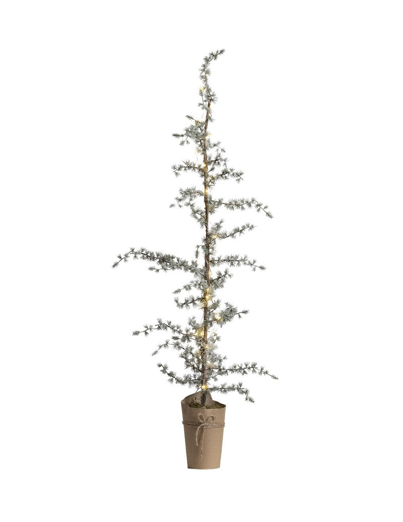 Ceder met LED licht - 150 cm